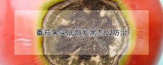 番茄果实底部发黑怎么防治,第1图