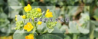 白菜花的生长过程,第1图