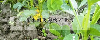 花生倒伏影响产量吗,第1图