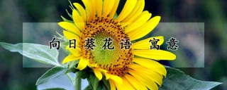 向日葵花语 寓意,第1图