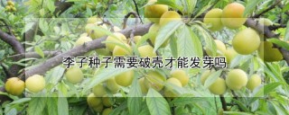 李子种子需要破壳才能发芽吗,第1图