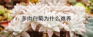 多肉白菊为什么难养,第1图