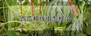 西瓜根线虫怎样治,第1图