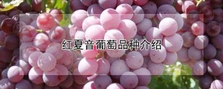 红夏音葡萄品种介绍,第1图