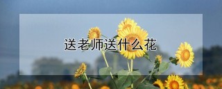 送老师送什么花,第1图