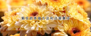 菊花的养殖方法和注意事项,第1图