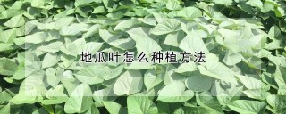 地瓜叶怎么种植方法,第1图