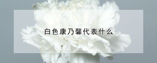 白色康乃馨代表什么,第1图