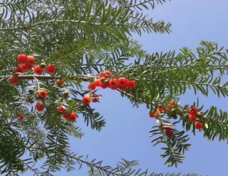 红豆杉怎么养长得快，教你六种养殖方法生长枝繁叶茂,第3图