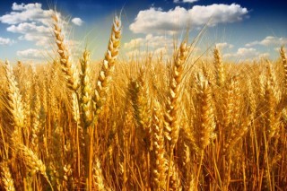 小麦的种植与管理技术,第3图