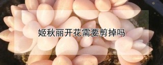 姬秋丽开花需要剪掉吗,第1图