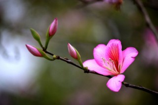 紫荆花爱情花语,第3图