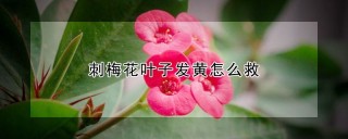 刺梅花叶子发黄怎么救,第1图