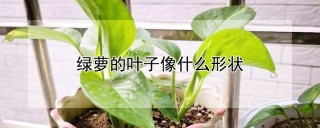 绿萝的叶子像什么形状,第1图