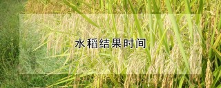 水稻结果时间,第1图