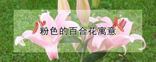 粉色的百合花寓意,第1图