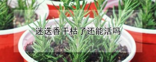 迷迭香干枯了还能活吗,第1图