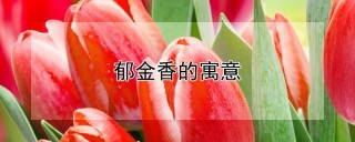 郁金香的寓意,第1图