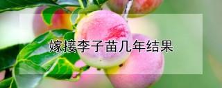 嫁接李子苗几年结果,第1图