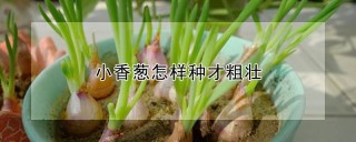 小香葱怎样种才粗壮,第1图