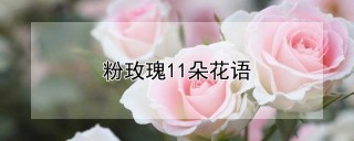 粉玫瑰11朵花语,第1图