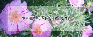 室内阳光充足时适合种植什么花卉,第1图