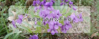 紫花地丁为什么不开花,第1图