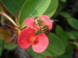 虎刺梅花期多少天，一年四季均可开花(养殖得当),第5图