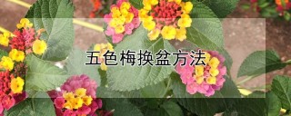 五色梅换盆方法,第1图