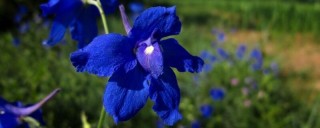 开蓝色的小花的草,第1图