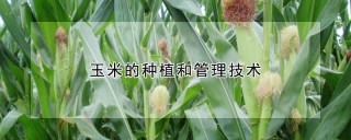 玉米的种植和管理技术,第1图