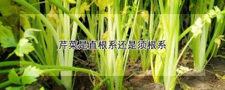 芹菜是直根系还是须根系,第1图