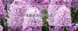浅紫色风信子花语,第1图