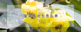 金花茶北方怎么养,第1图