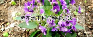 紫花地丁种子种植方法,第1图