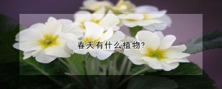 春天有什么植物?,第1图