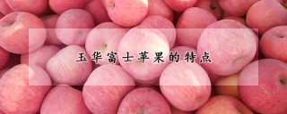 玉华富士苹果的特点,第1图