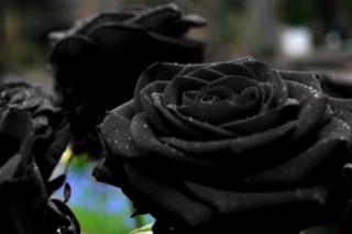 黑玫瑰花语,第3图