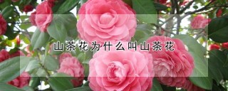 山茶花为什么叫山茶花,第1图