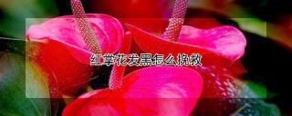 红掌花发黑怎么挽救,第1图