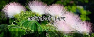 绒花树为啥叫鬼树,第1图