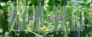 黄瓜几天出苗,第1图