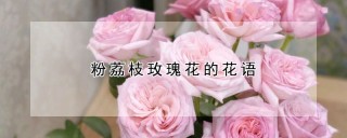 粉荔枝玫瑰花的花语,第1图
