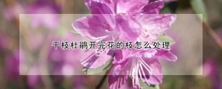 干枝杜鹃开完花的枝怎么处理,第1图