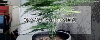 矮文竹和文竹怎么区别,第1图