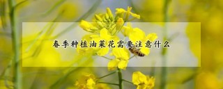 春季种植油菜花需要注意什么,第1图