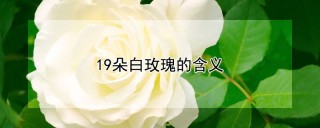 19朵白玫瑰的含义,第1图