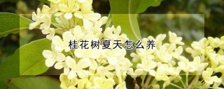 桂花树夏天怎么养,第1图