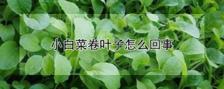 小白菜卷叶子怎么回事,第1图