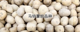 马铃薯的品种,第1图